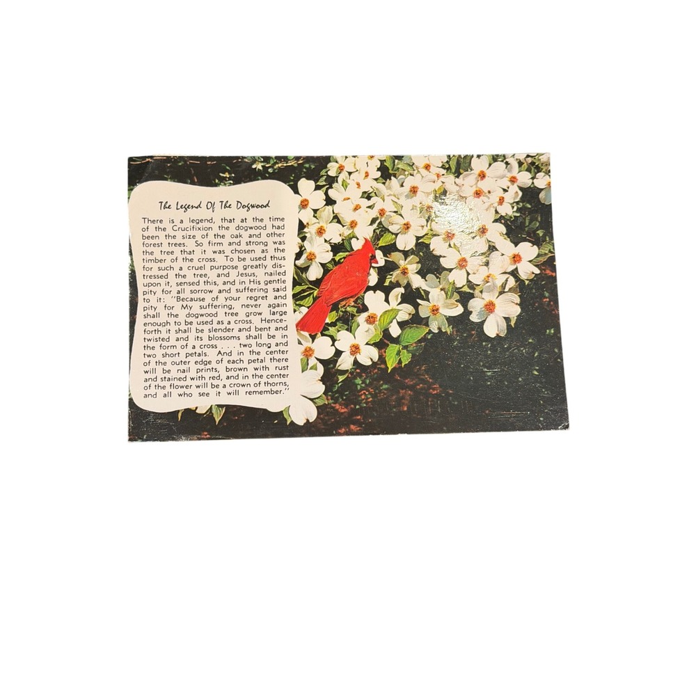 Vintage Legend of the Dogwood Postcard Cardinal Flowers Herbert Lanks Ozark Pub